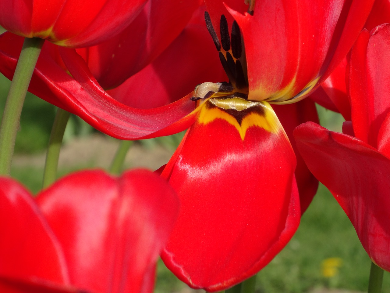 flower close-up red free photo