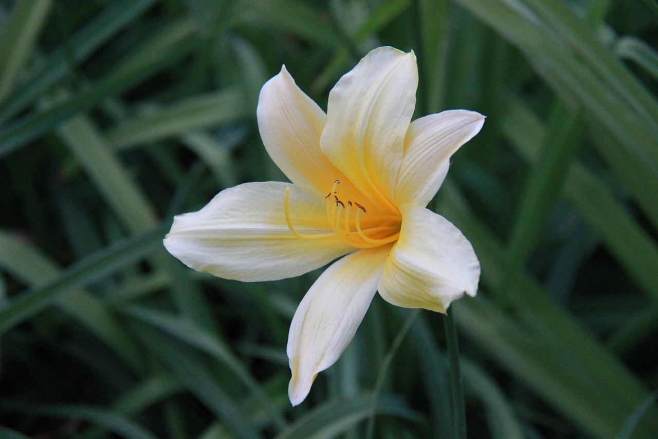 flower yellow orange free photo