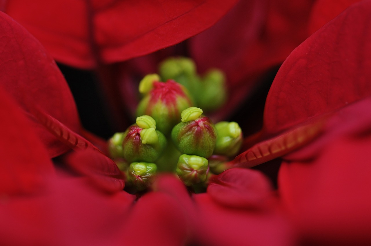 flower red poinsettia free photo