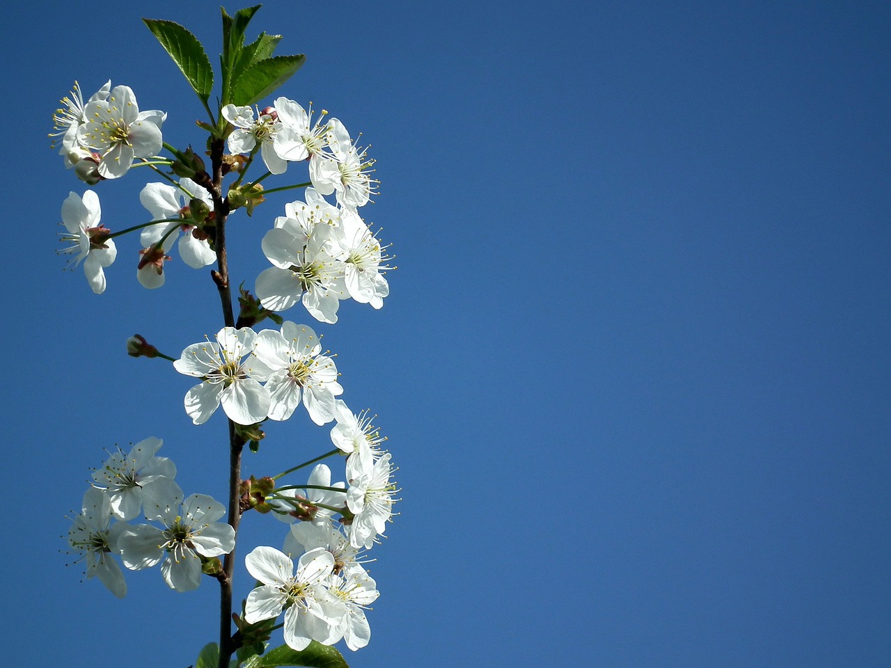 flower cherry the leaves of the branch free photo