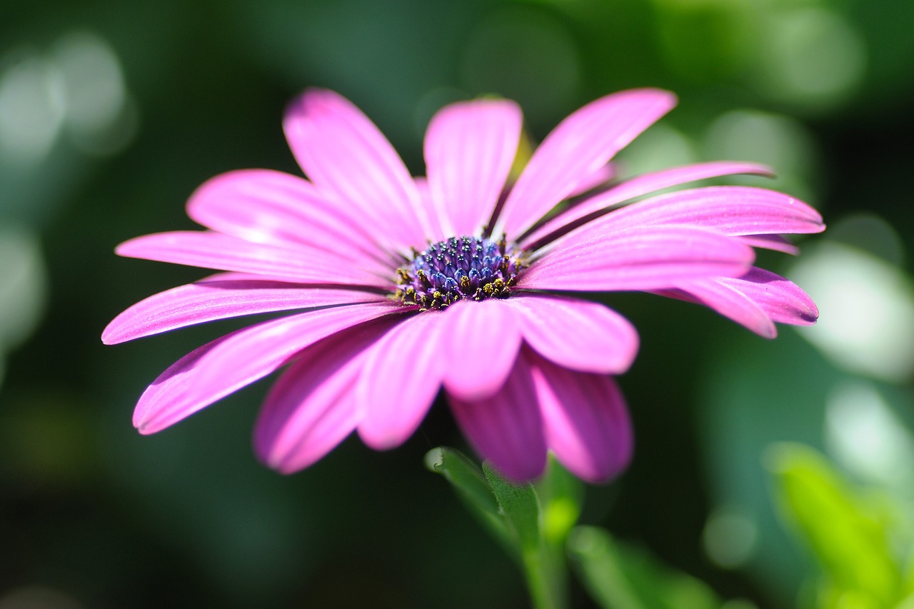 flower macro stamen free photo