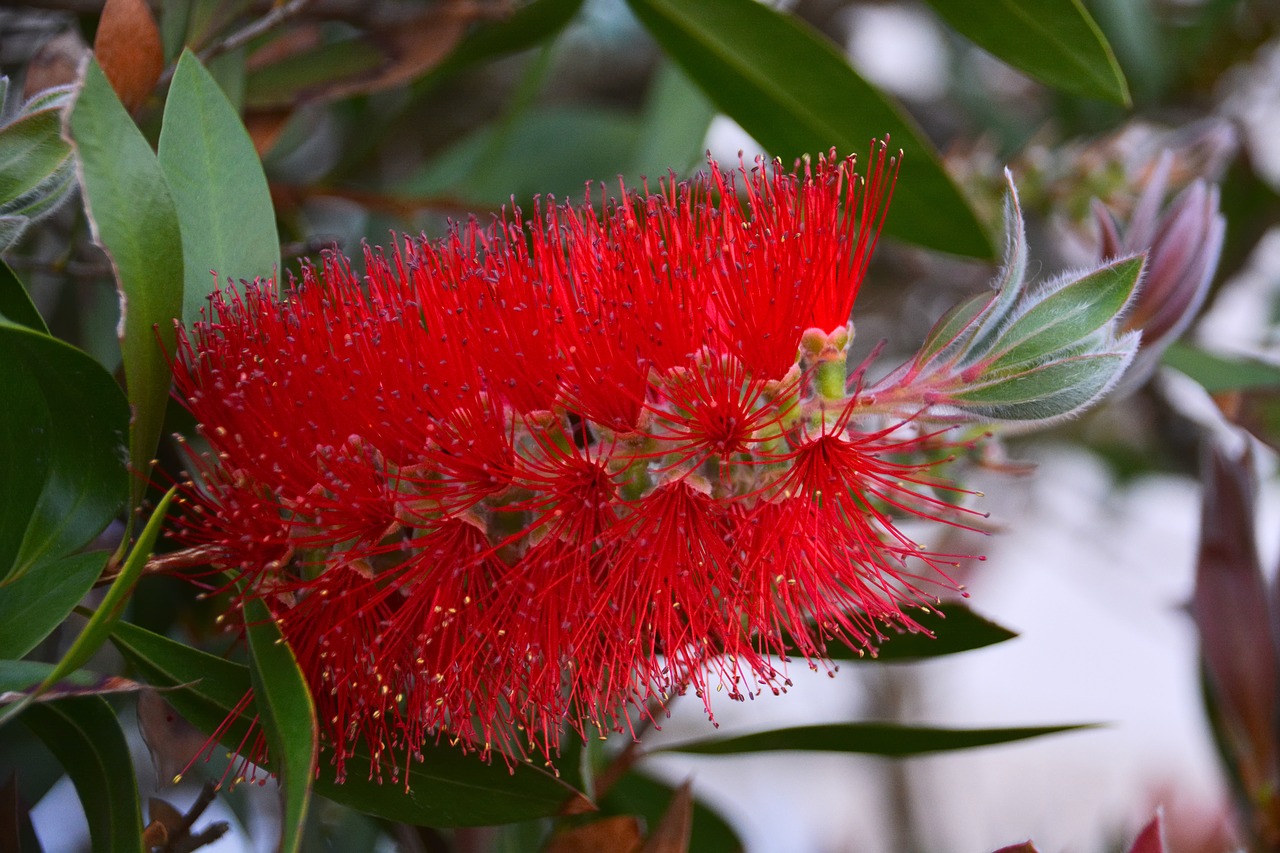 flower bottlebrush red flower free photo