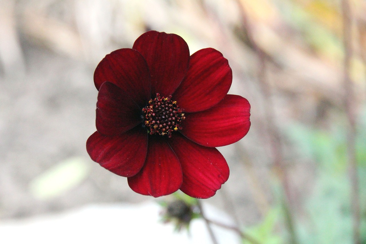 flower blossom bloom free photo