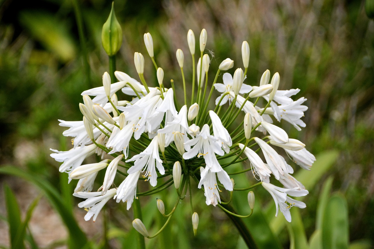 flower decorative onion plant free photo