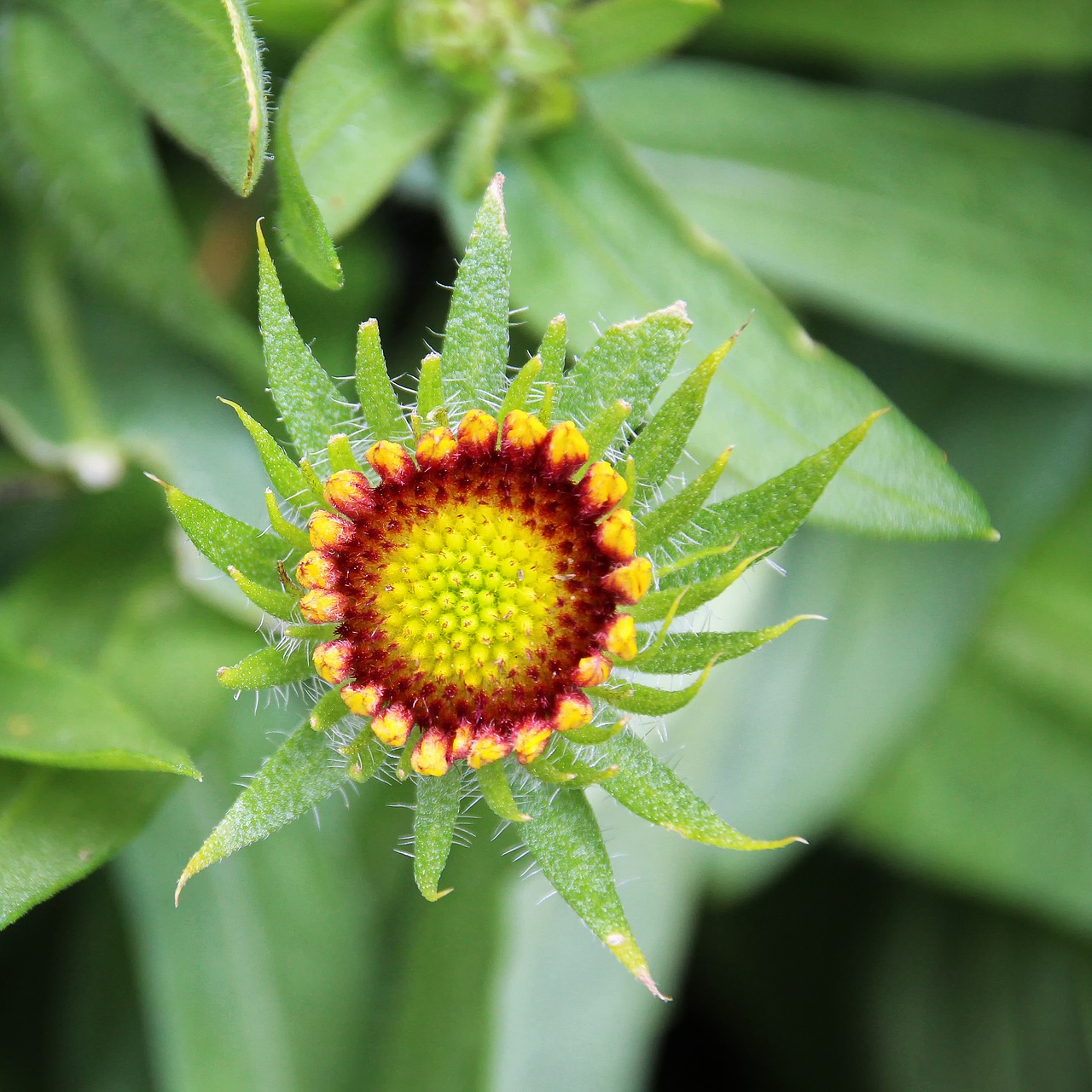 flower yellow red blossom free photo