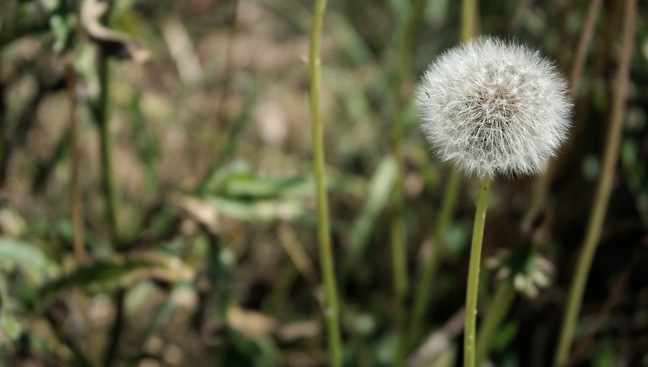 flower dandelion nature free photo