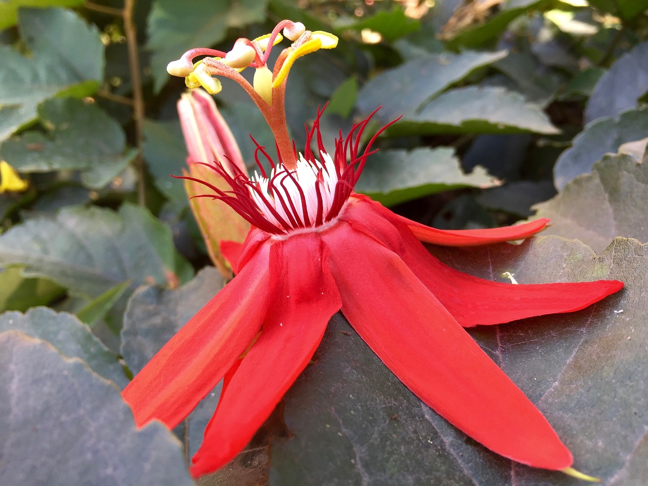 flower passion flower crimson free photo