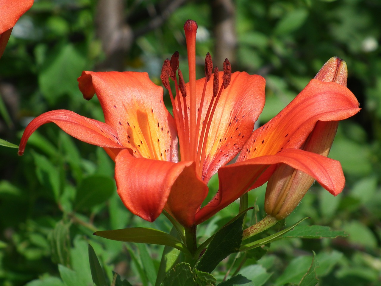 flower lily orange free photo