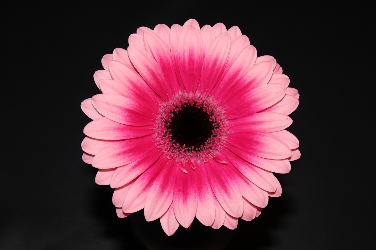 flower gerbera blossom free photo