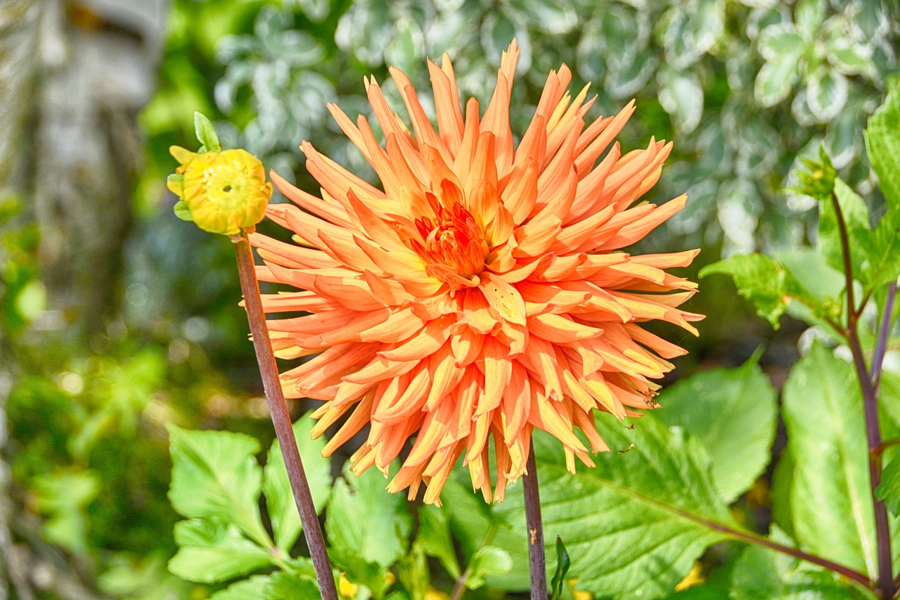 flower chrysanthemum petals free photo