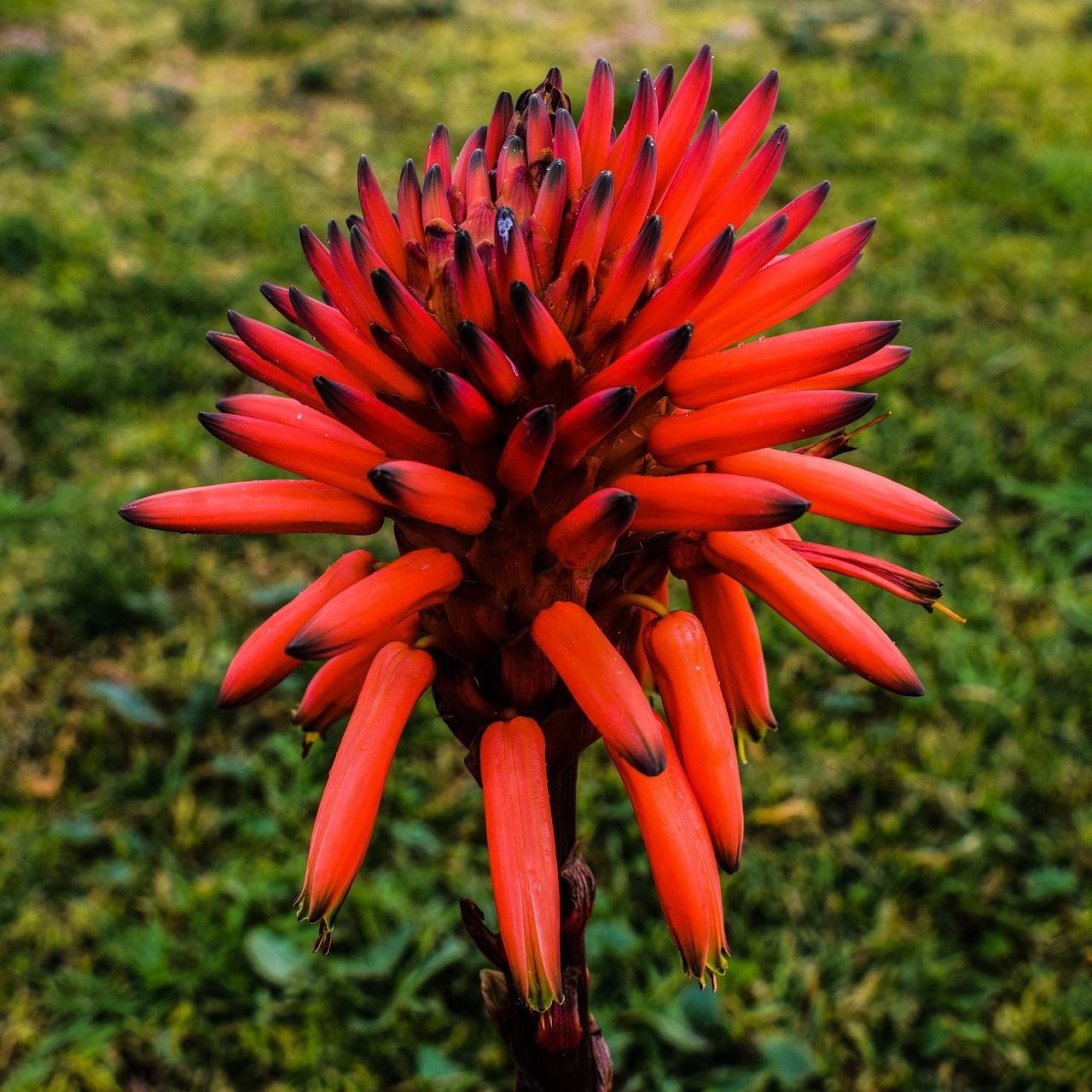 flower orange orange flower free photo