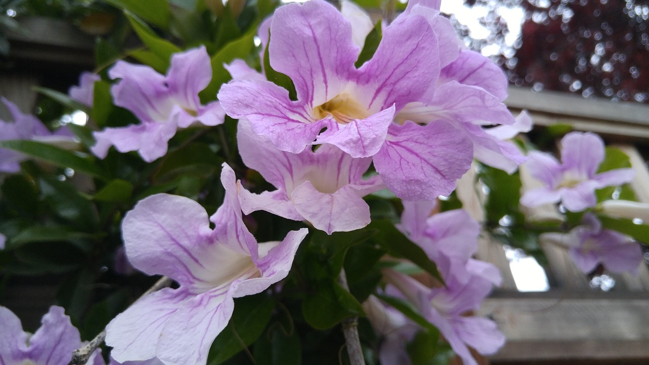 flower violet tree free photo