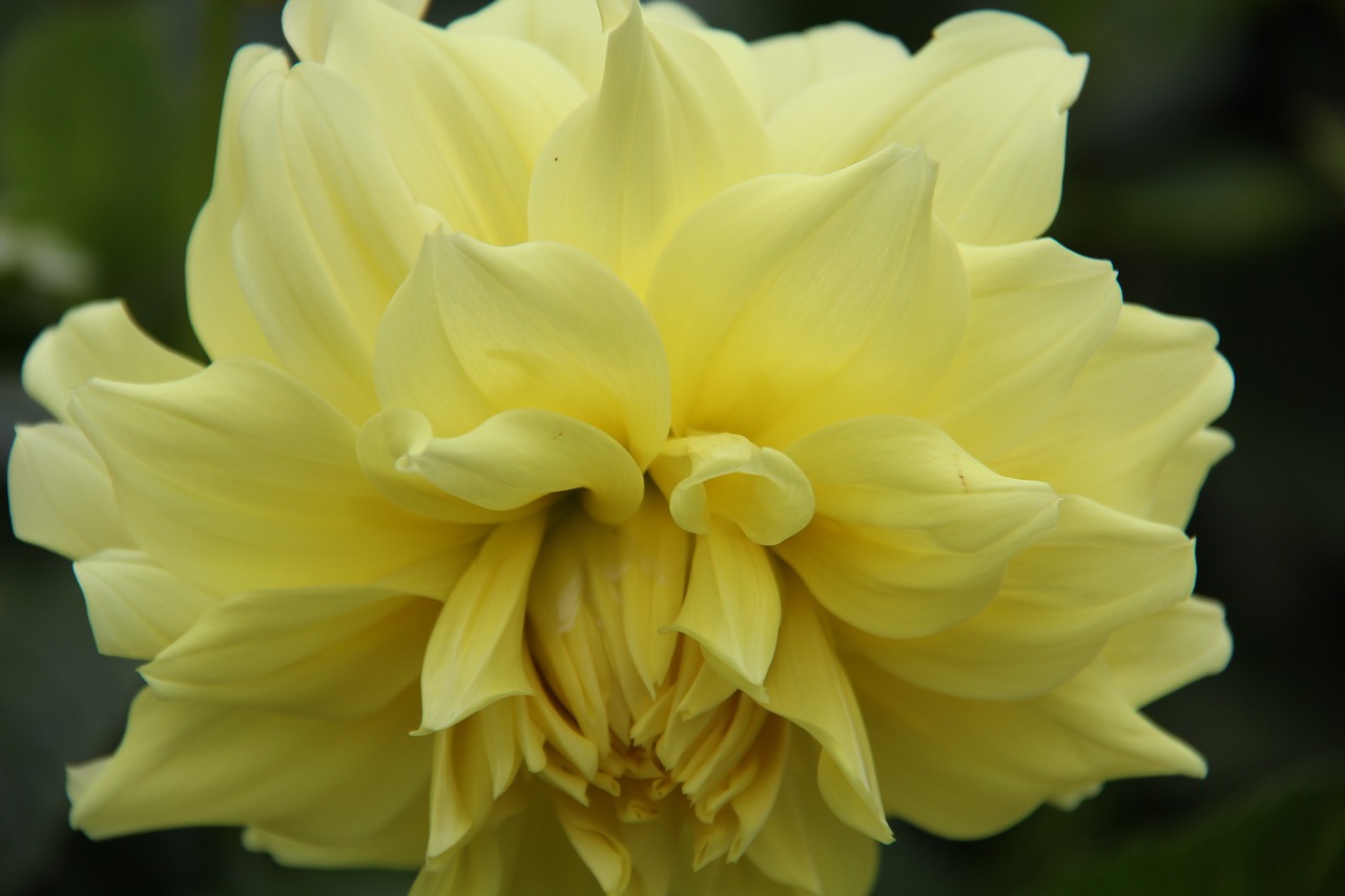 flower yellow macro free photo