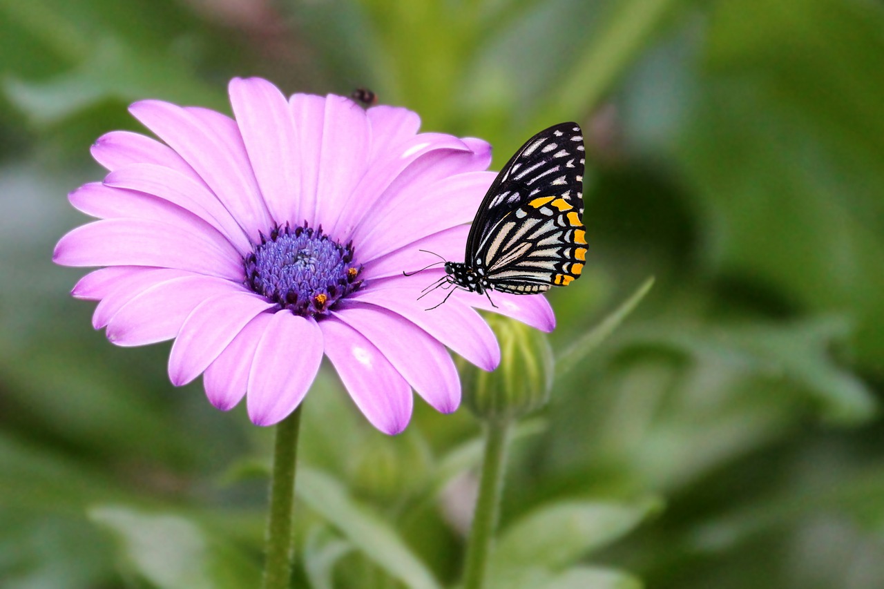 flower blossom bloom free photo