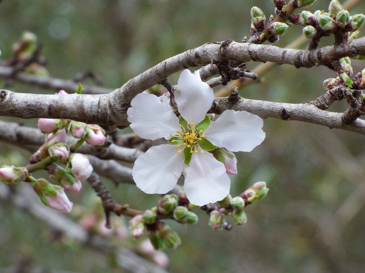 flower almond tree outbreak free photo