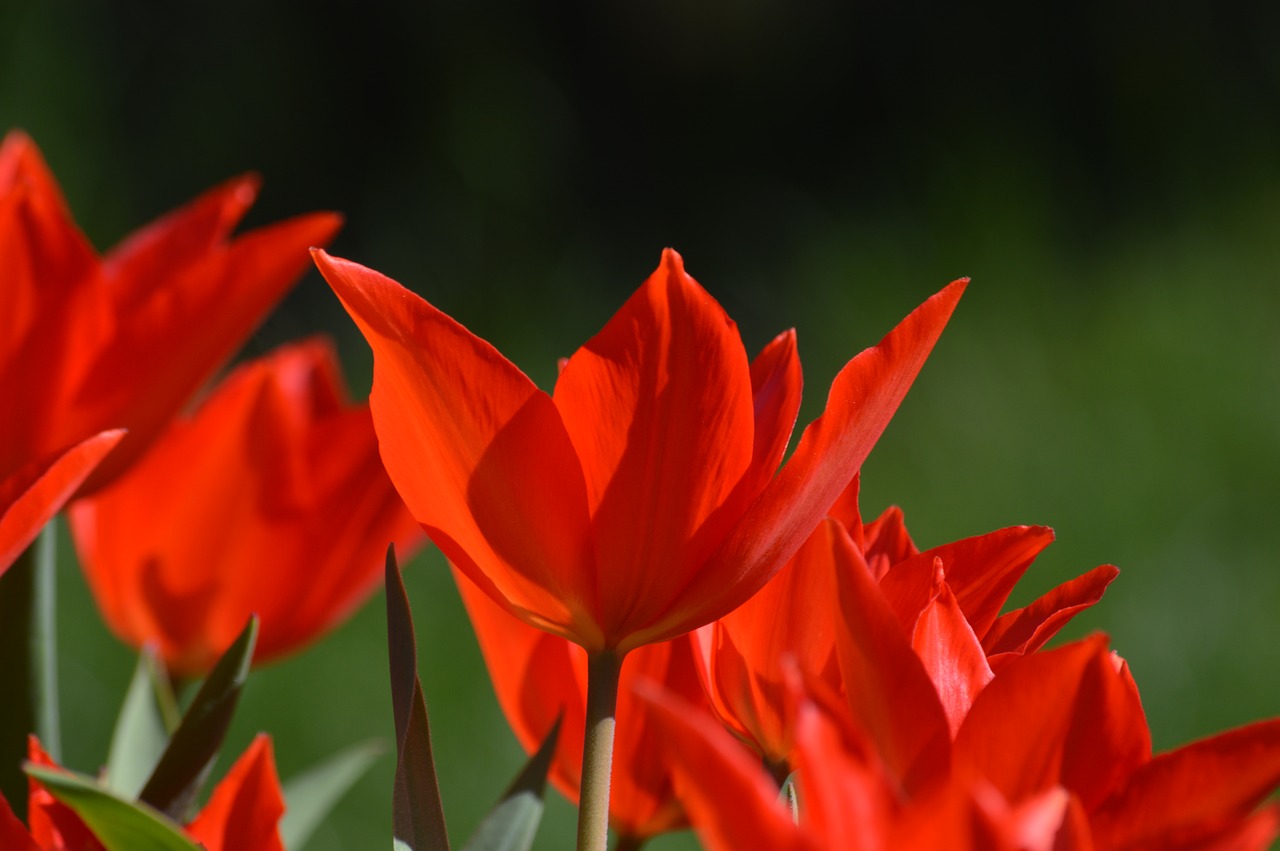 flower tulip plant free photo