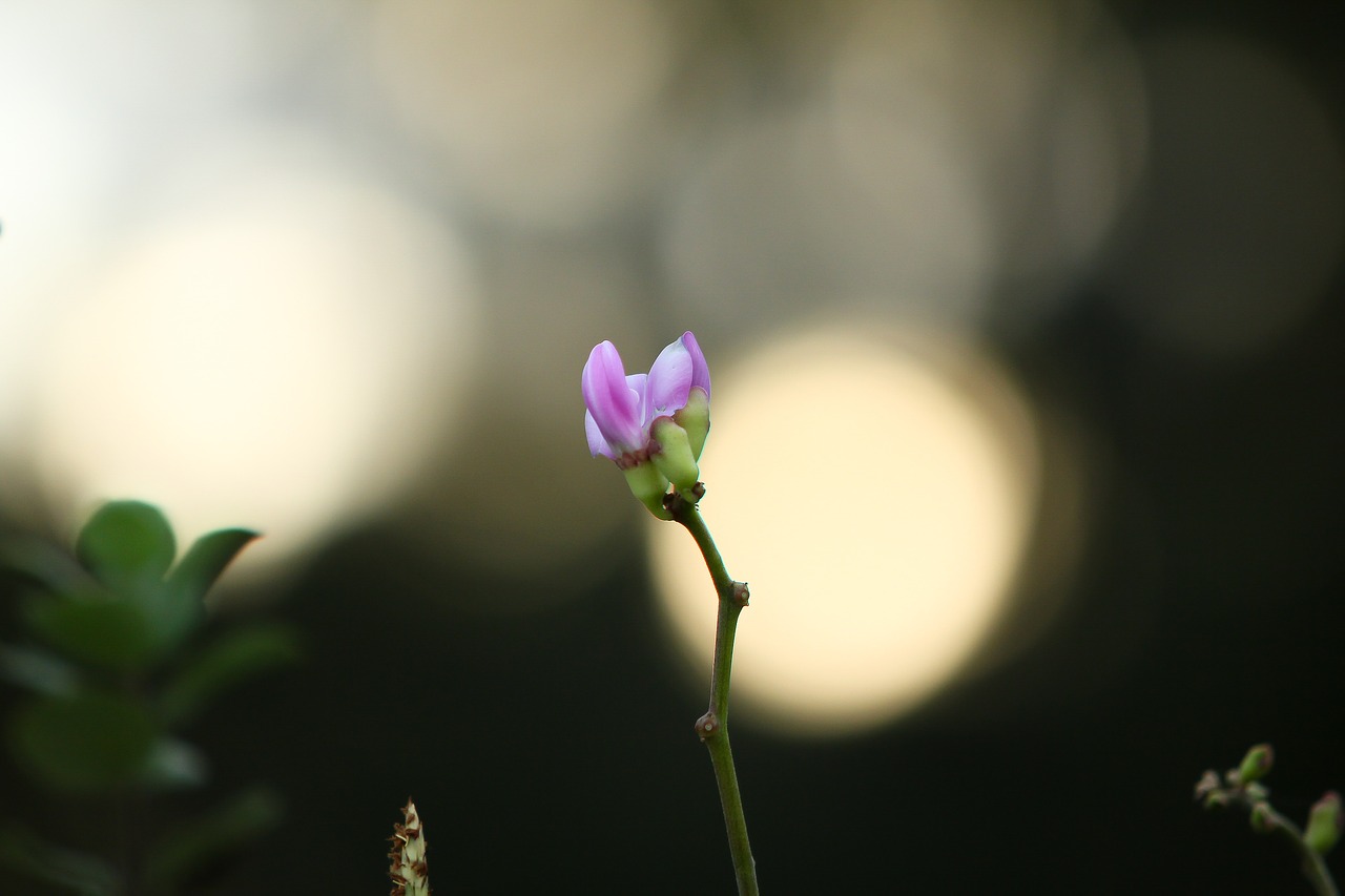 flower garden bokeh free photo