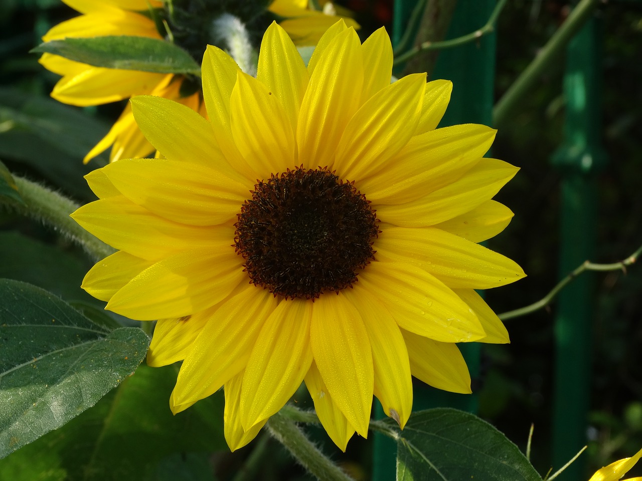 flower sunflower petals free photo