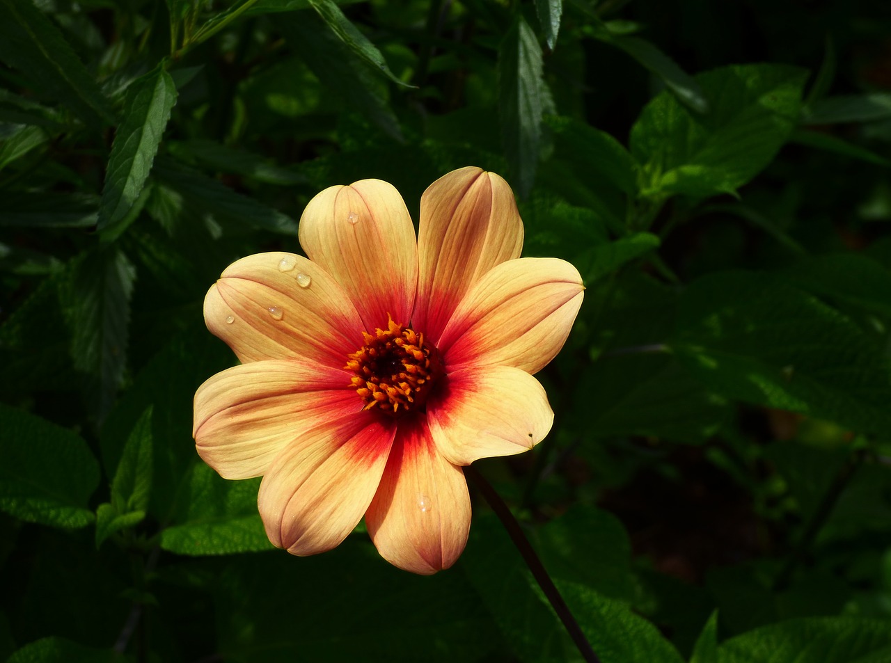 flower petals stamen free photo