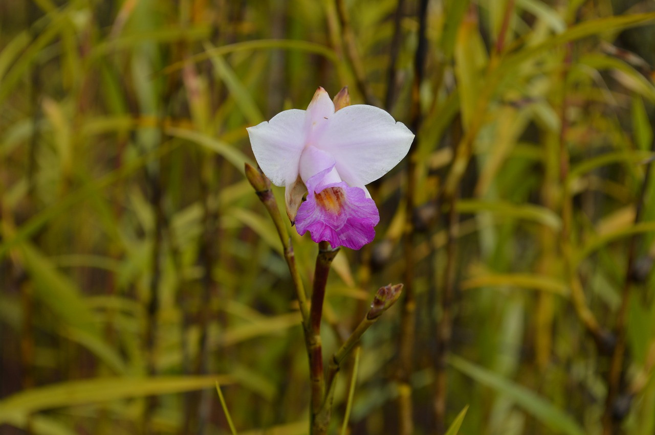 flower orchid hawaii free photo