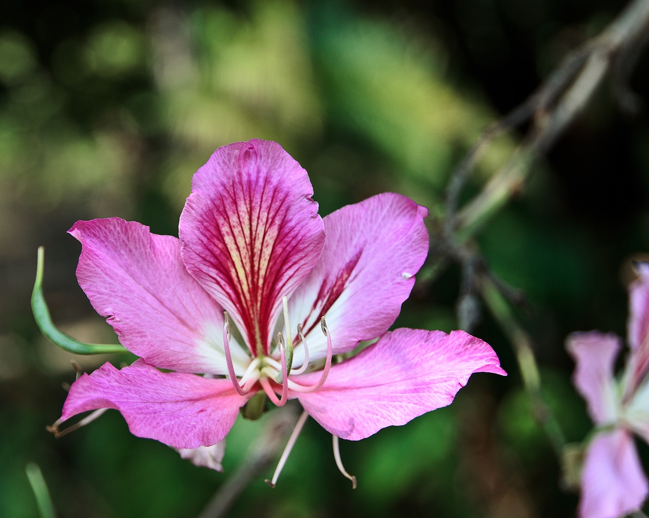 flower natural pink free photo