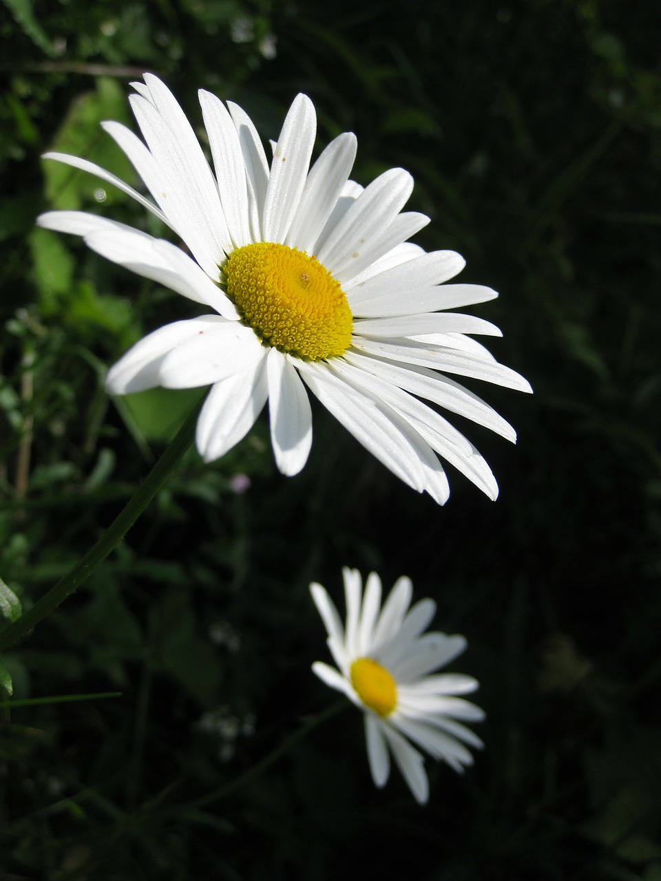 flower blossom bloom free photo