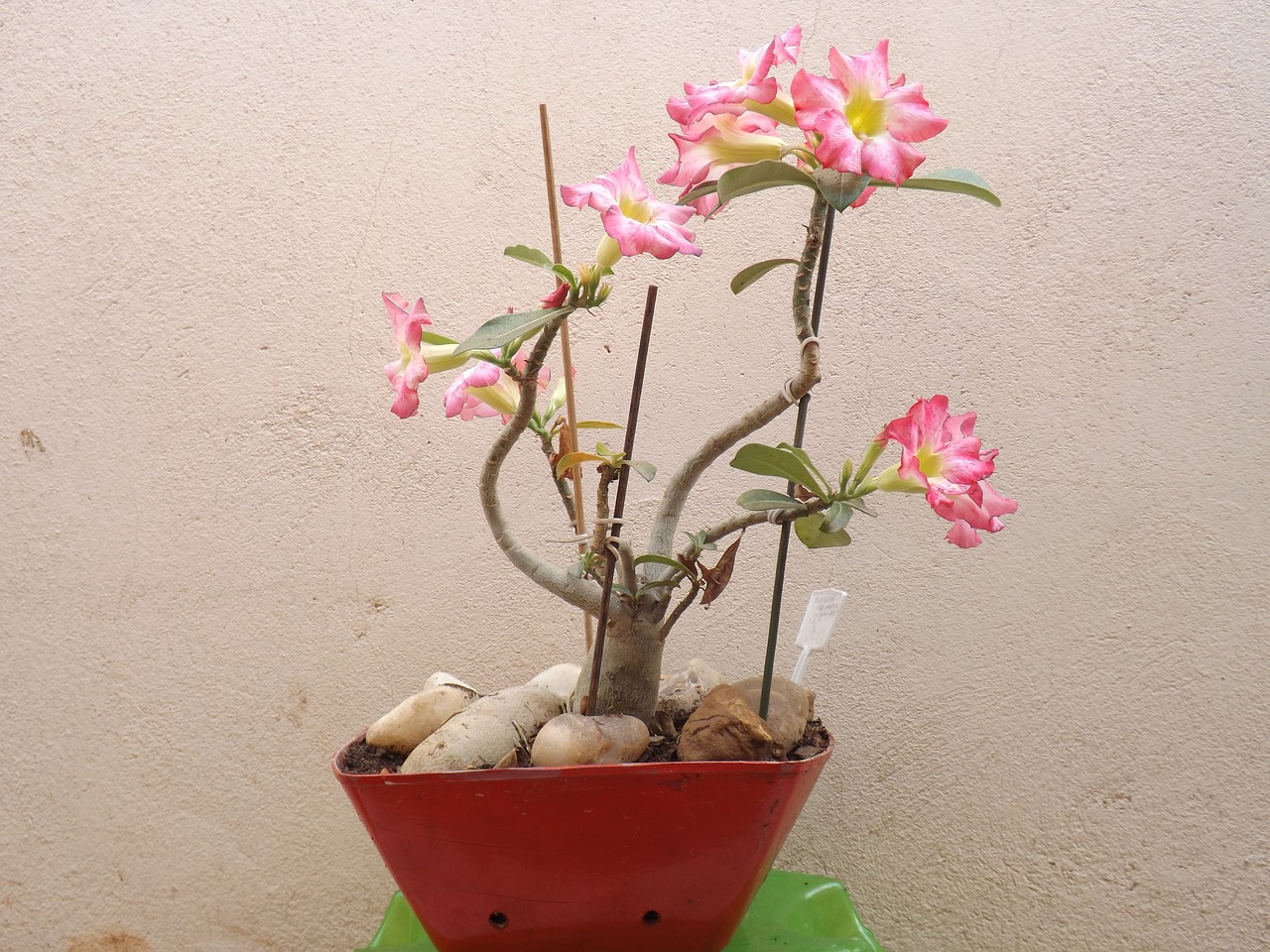 flower adenium vase free photo