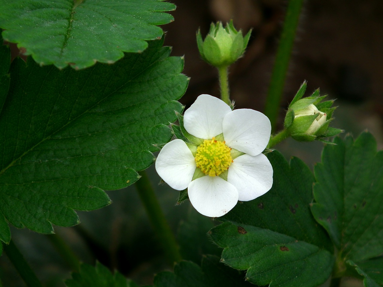 flower leaves strawberry free photo