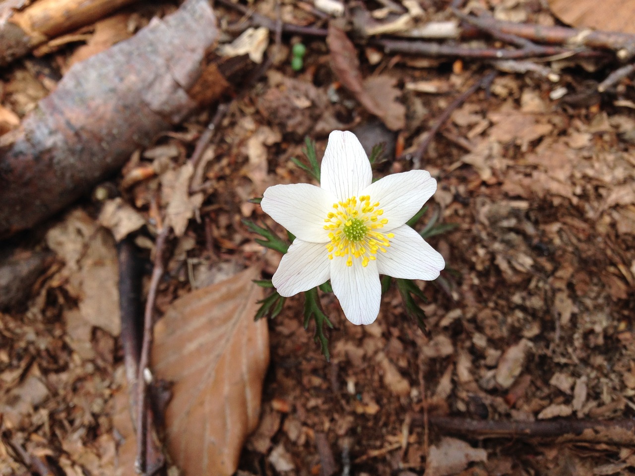 flower spring white free photo