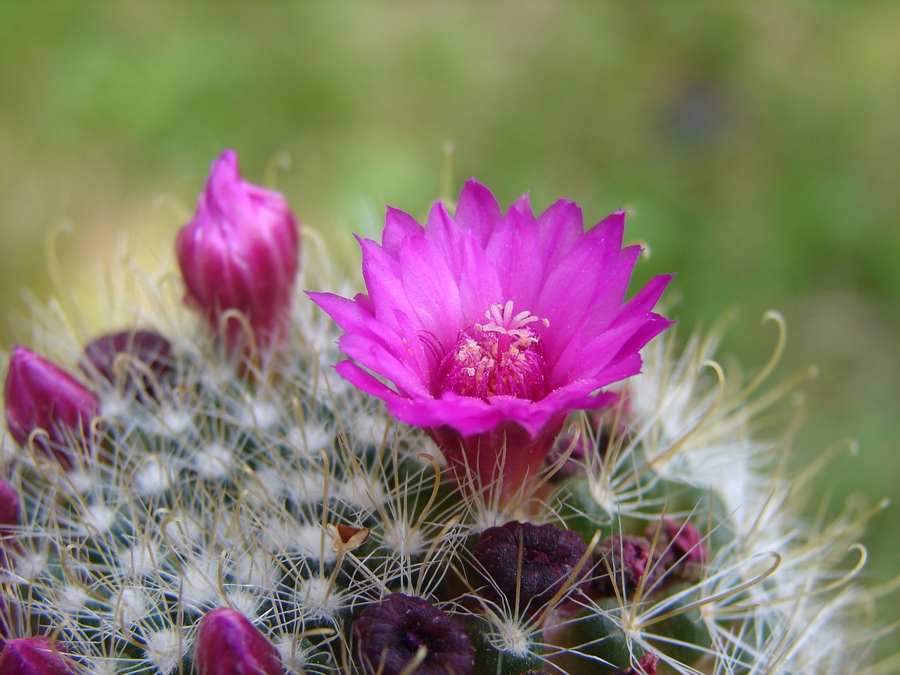 flower cactus thorns free photo