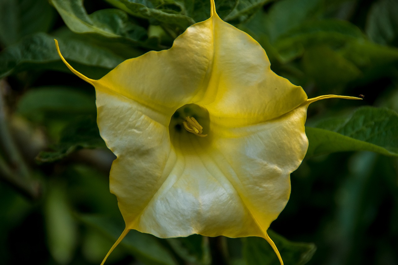 flower yellow angel's trumpet free photo