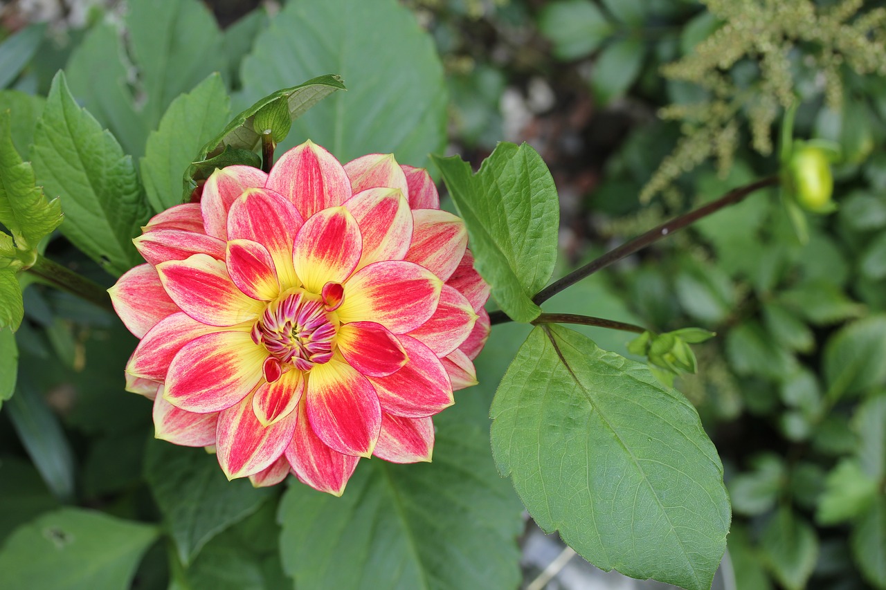 flower dahlia garden free photo