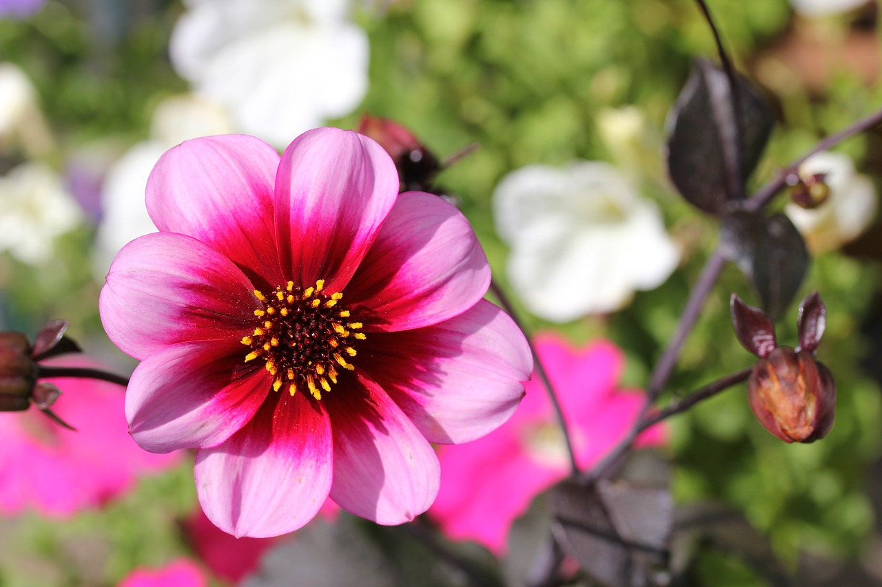 flower pink floral free photo