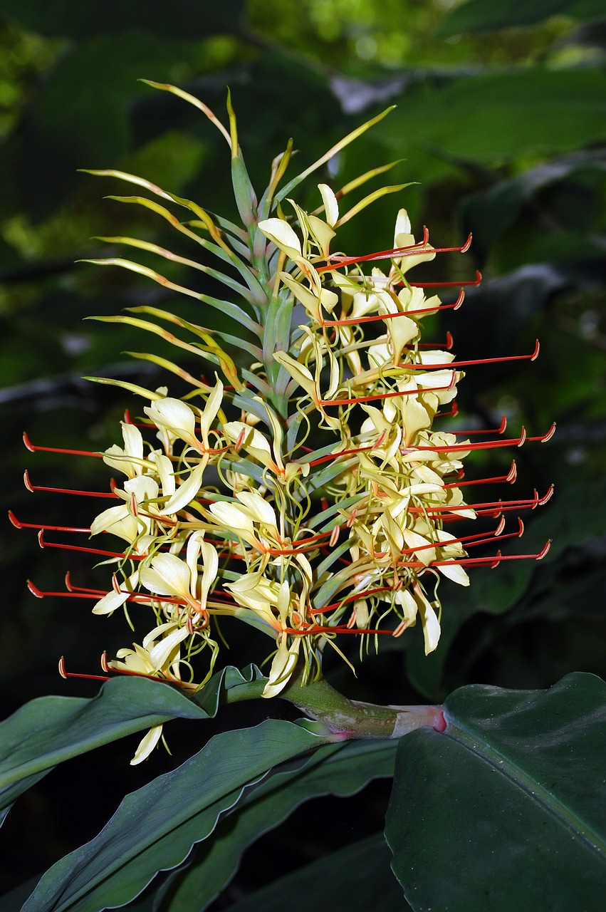 flower kahila garland-lily azores free photo