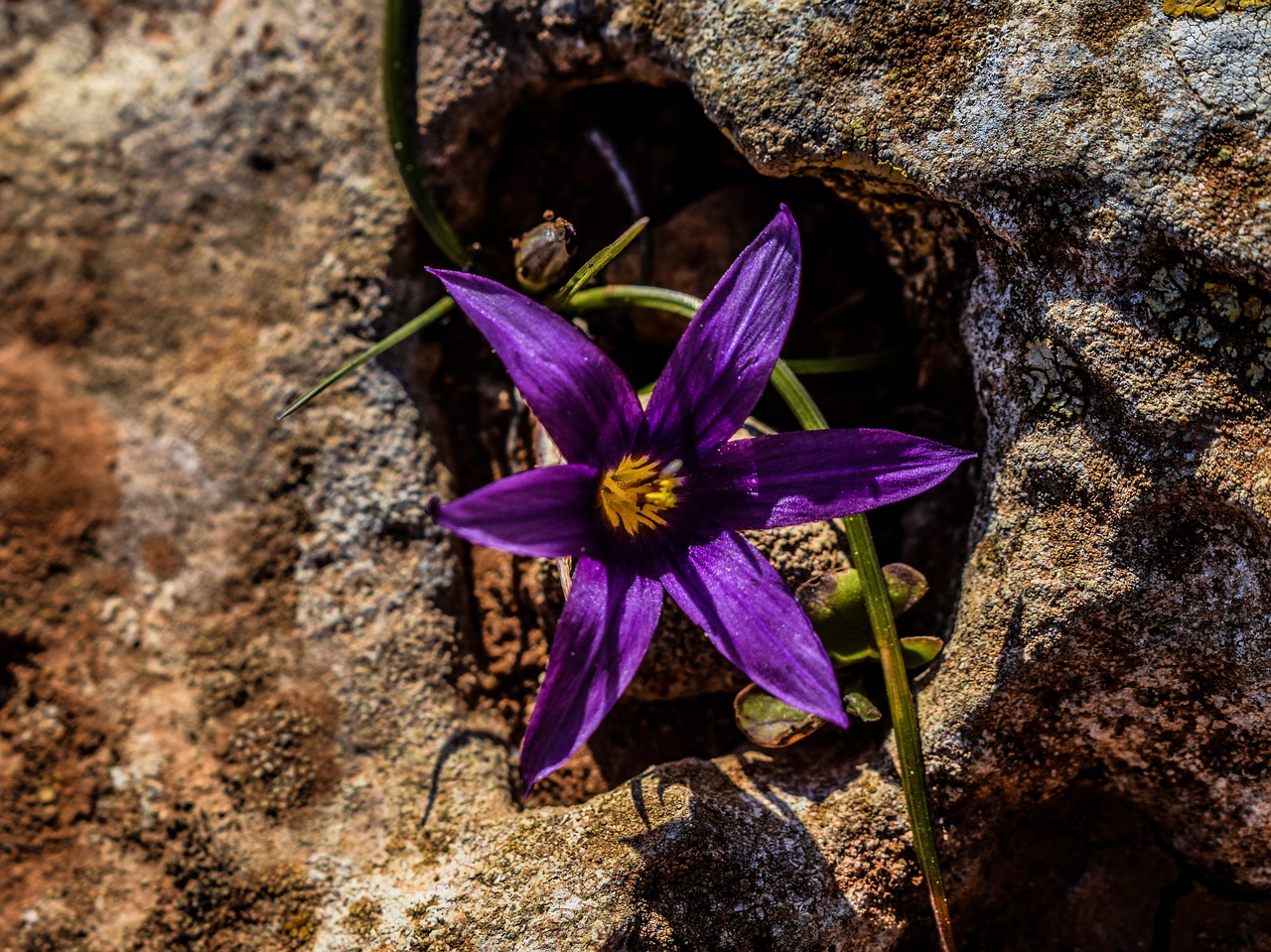 flower wildflower purple free photo