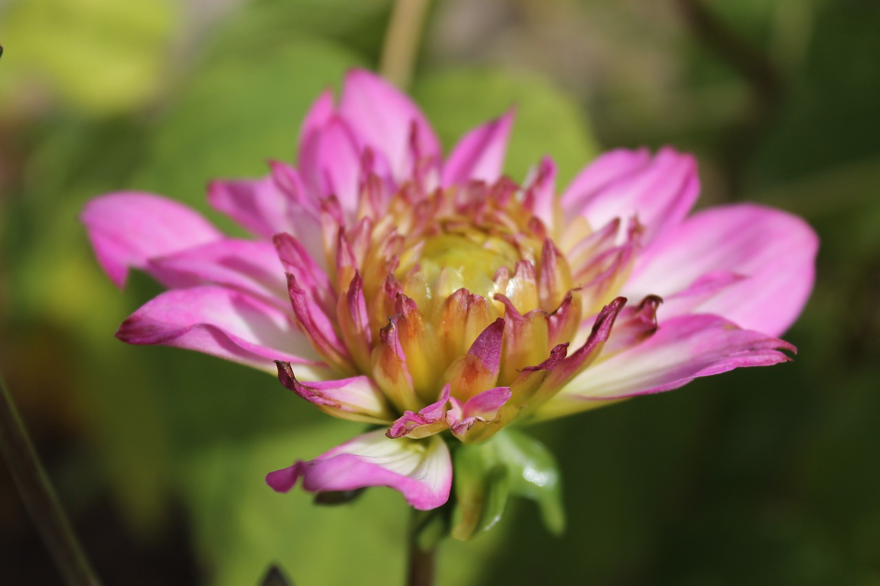 flower pink plant free photo