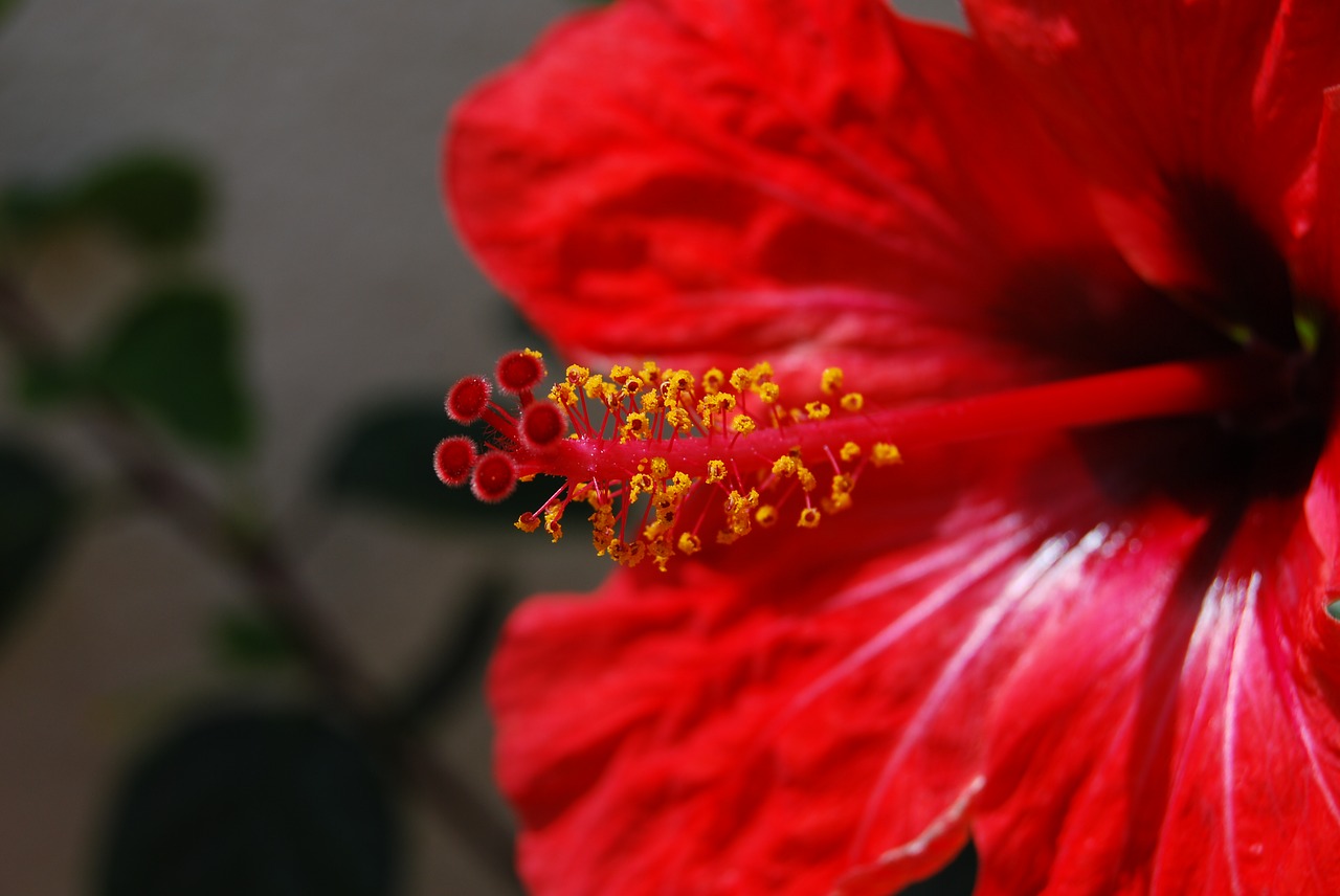 flower macro red free photo