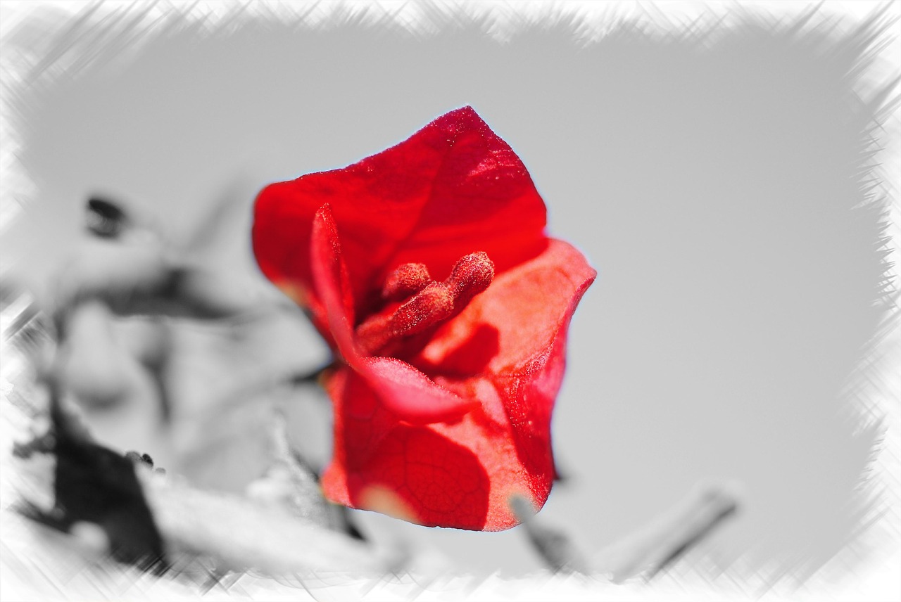 flower rose petals free photo