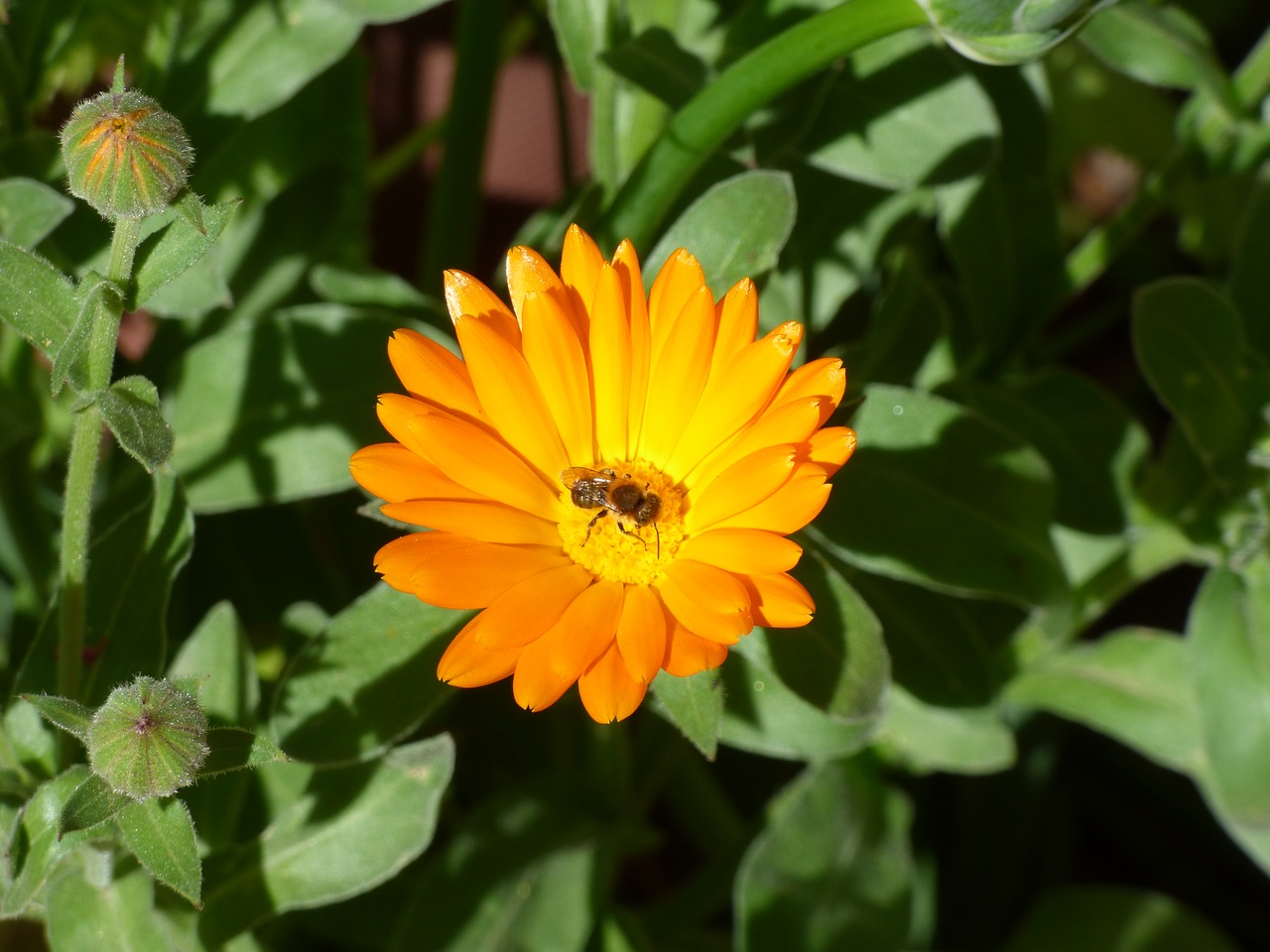 flower bee petals free photo