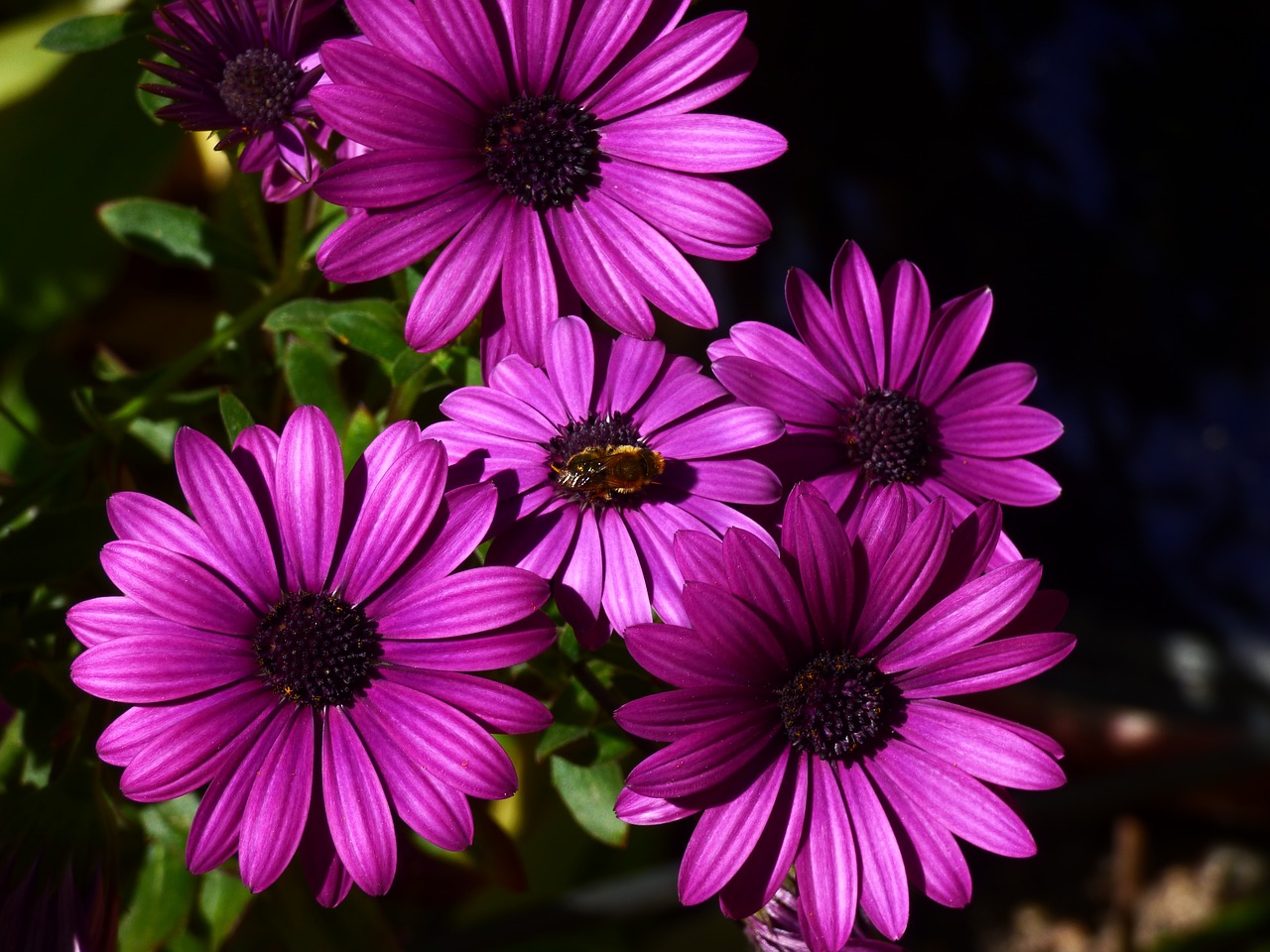 flower bee garden free photo