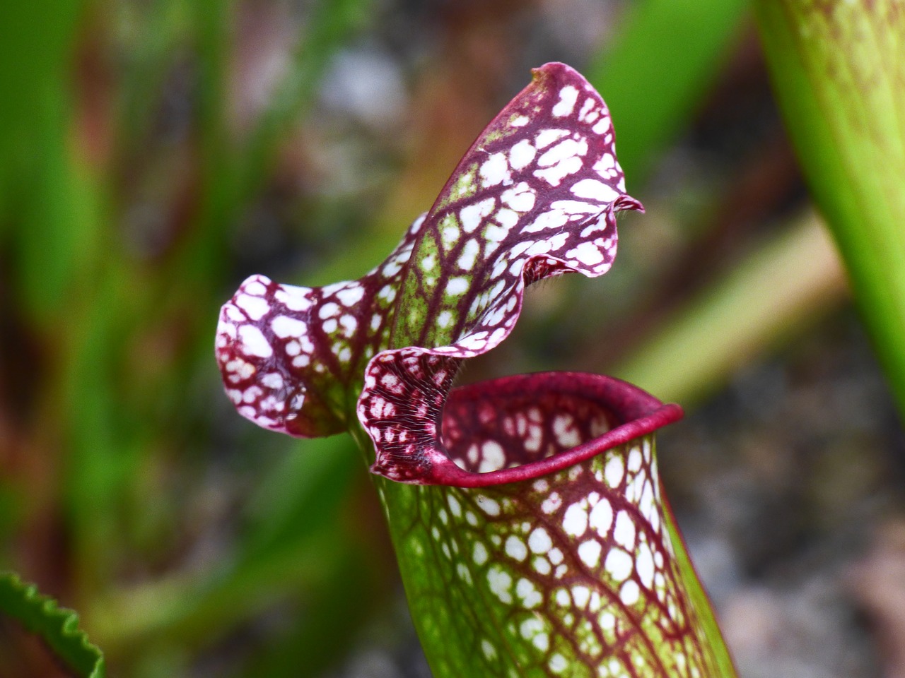 flower plant carnivore free photo