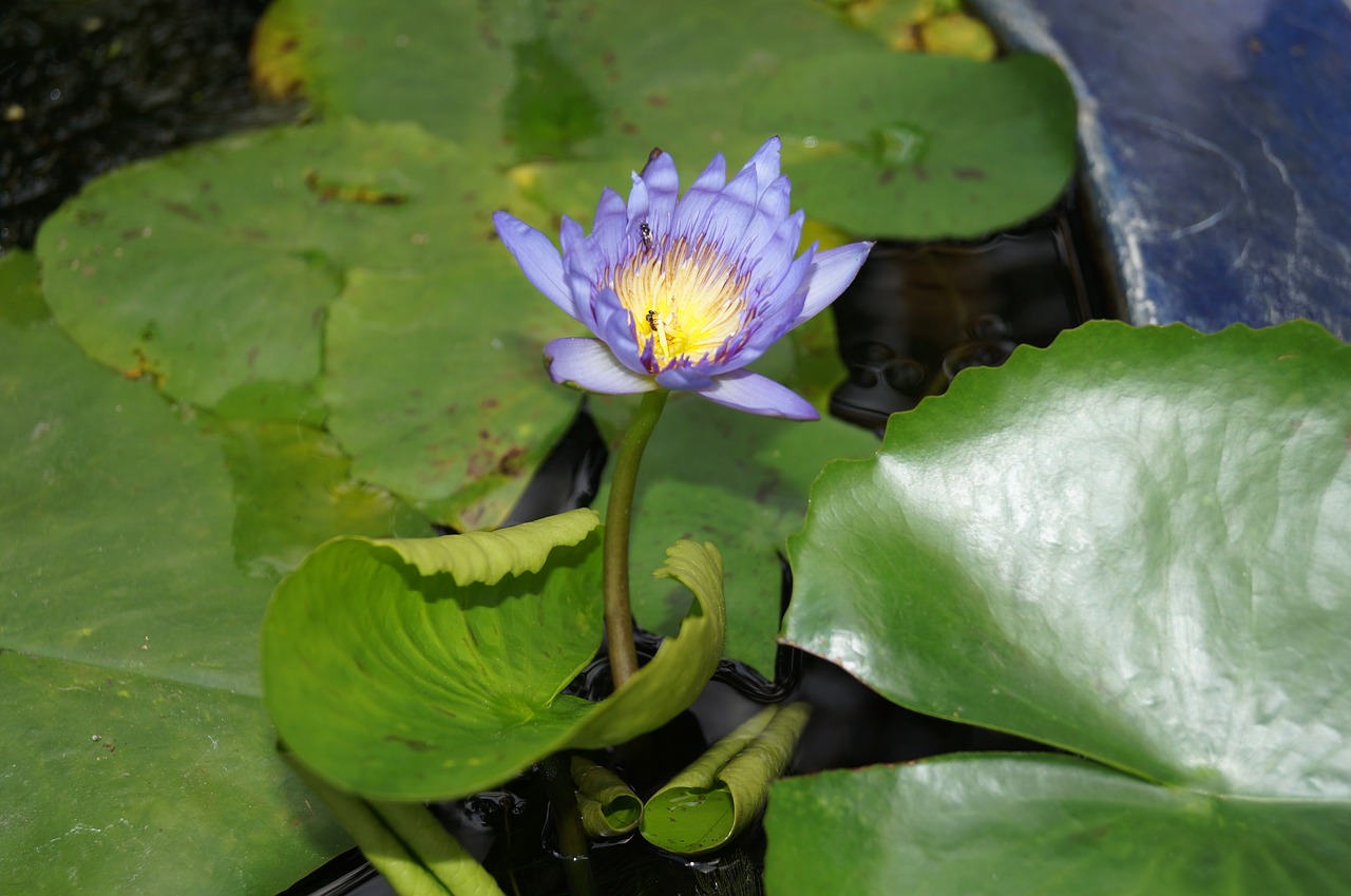 flower water lily water plant free photo