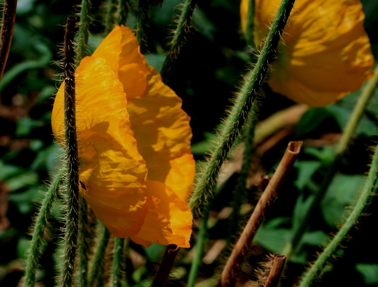 flower poppy bloom free photo