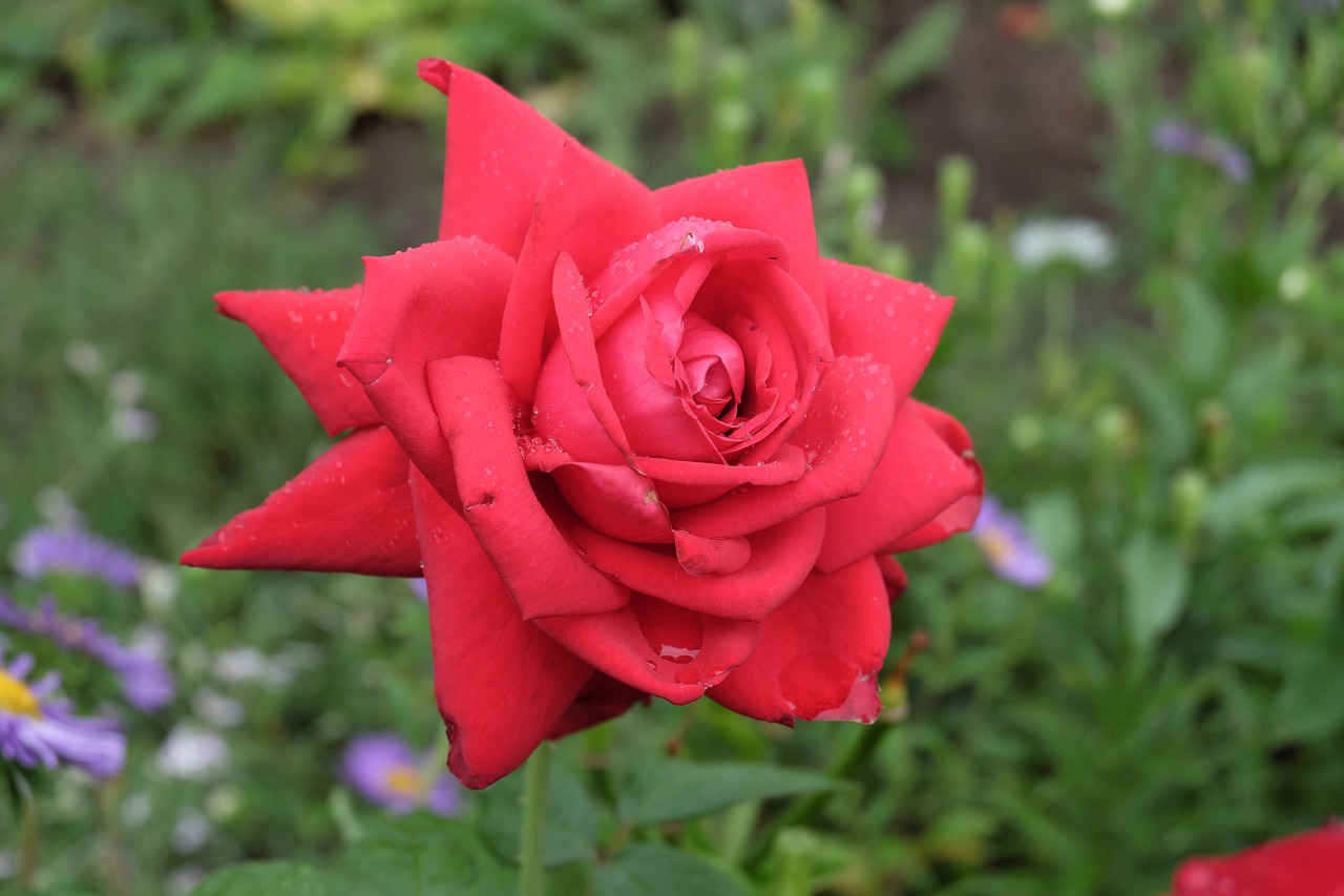 flower rose kra free photo