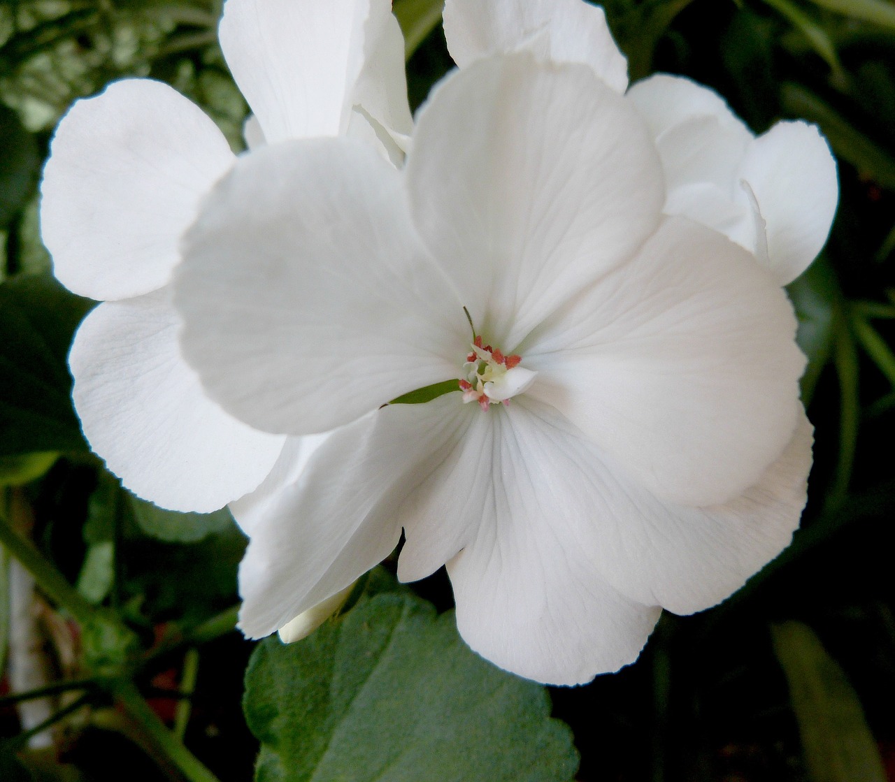 flower macro floral free photo