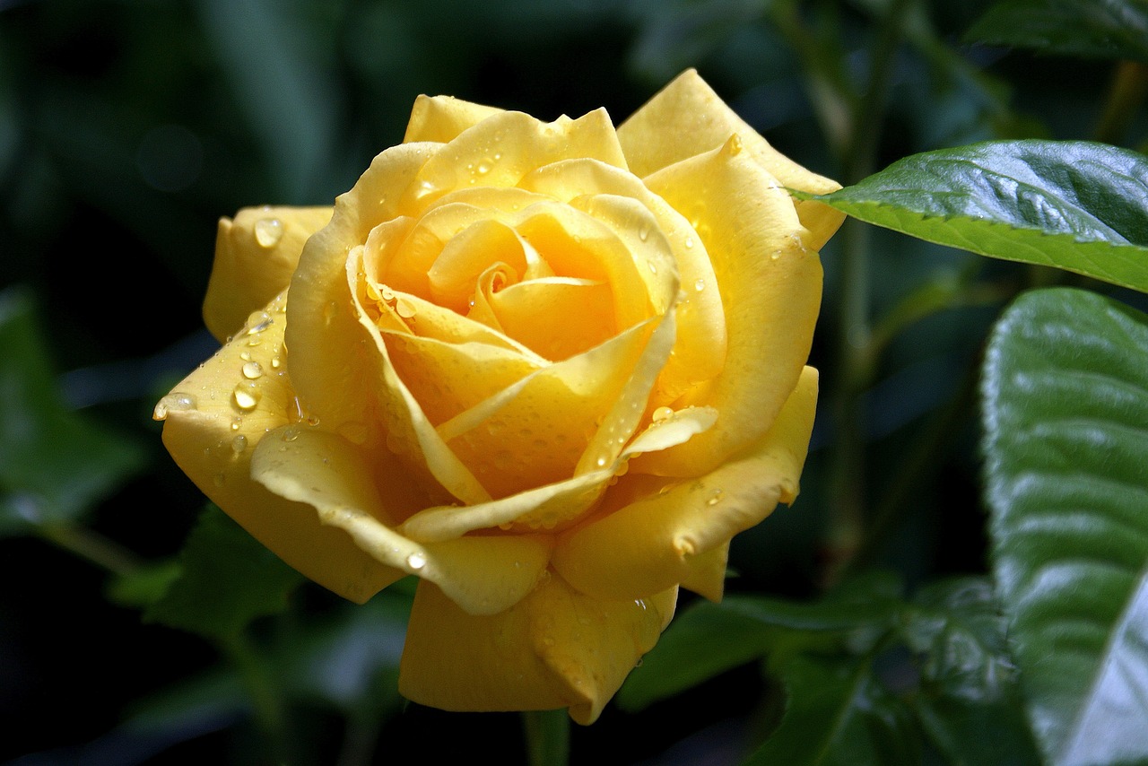 flower yellow rose garden free photo