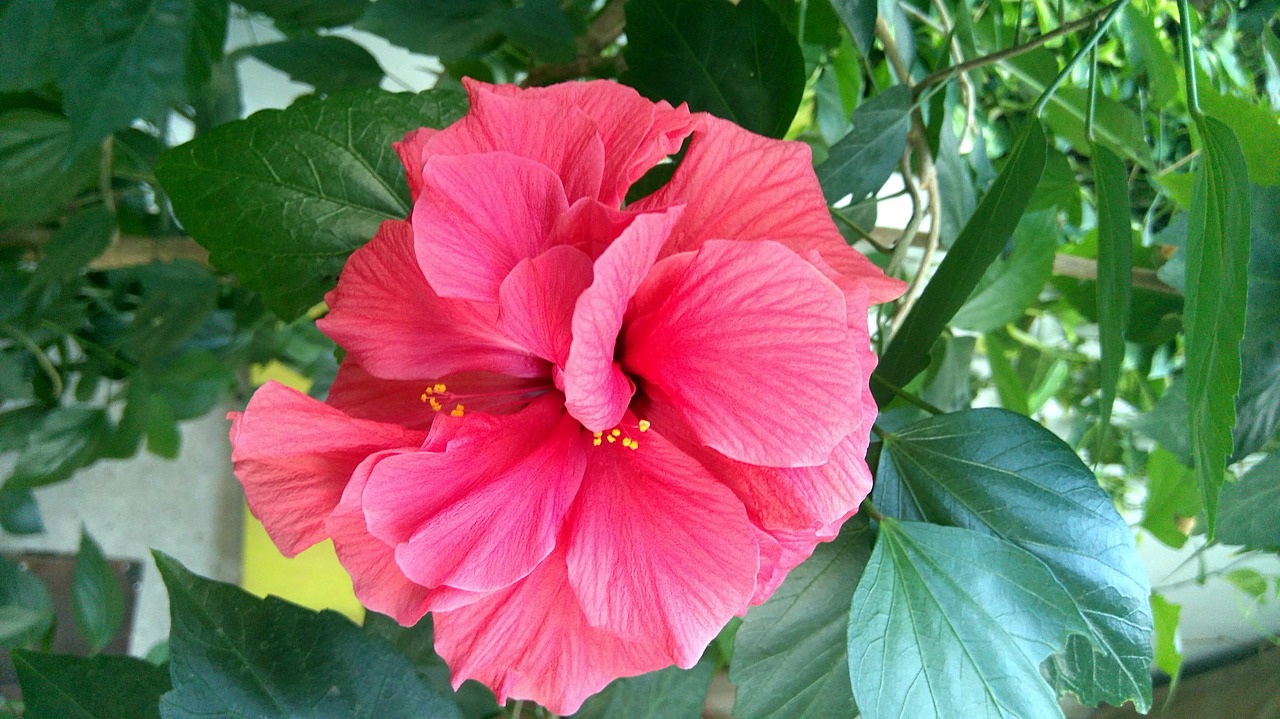 flower nature hibiscus free photo