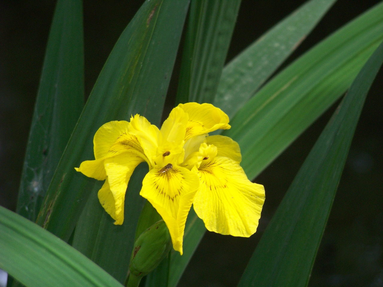 flower iris na free photo
