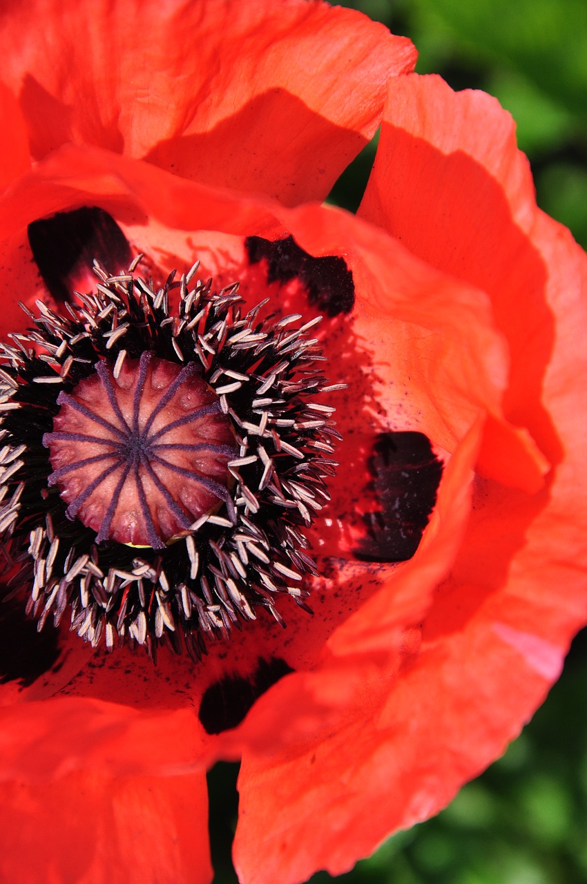 flower poppy red free photo