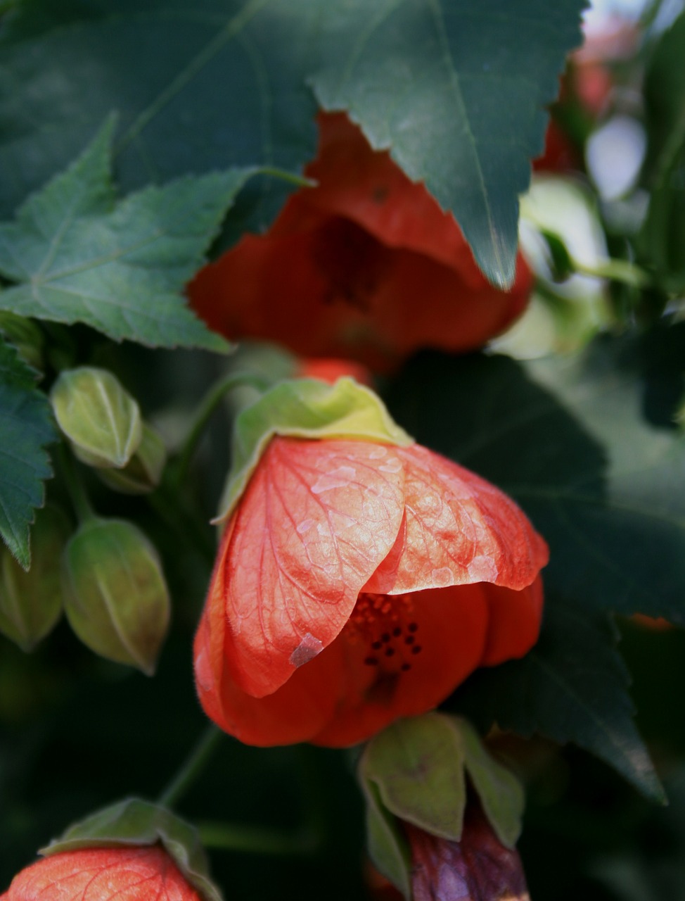 flower hibiscus red free photo